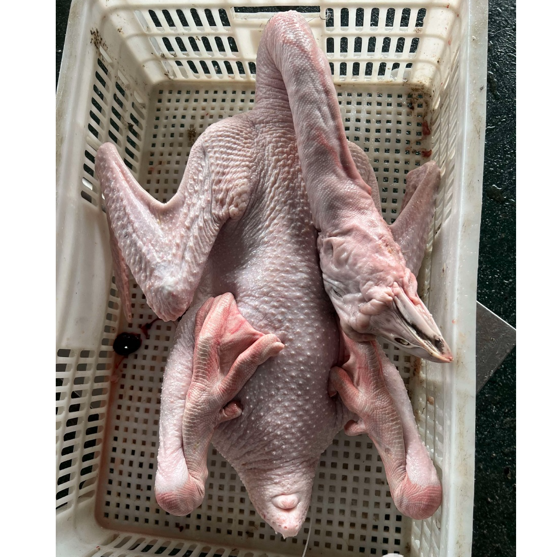 小马狮头鹅肉 广东澄海散养狮头鹅 整只新鲜现杀