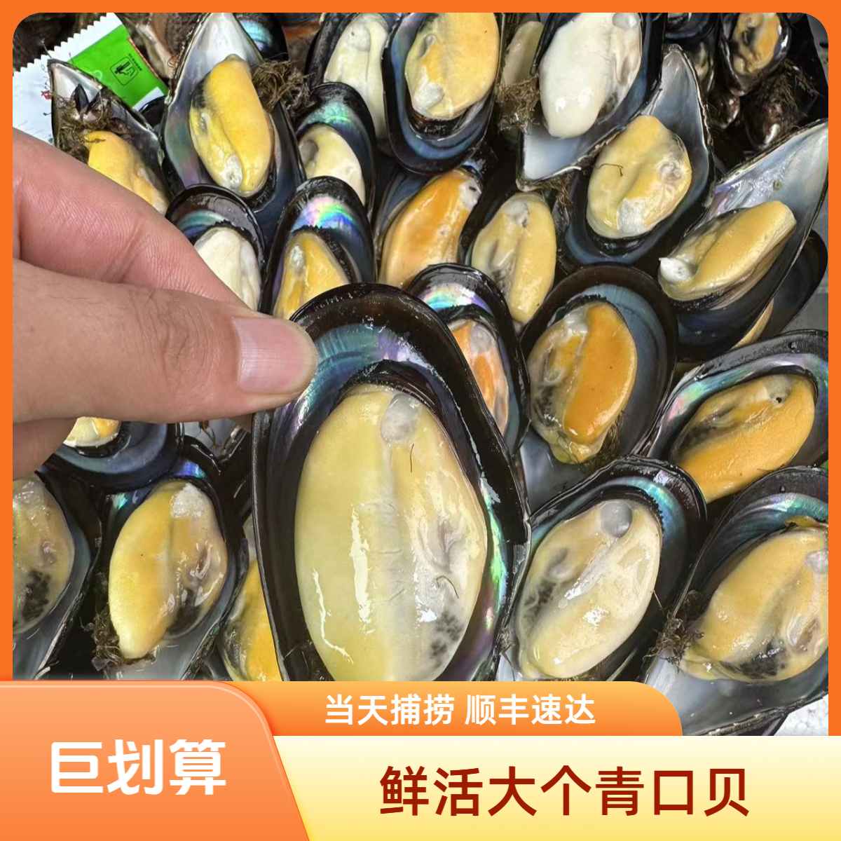 鲜活大个青口贝3斤-8斤（每斤10只左右）顺丰冷链发货干净保鲜海鲜 