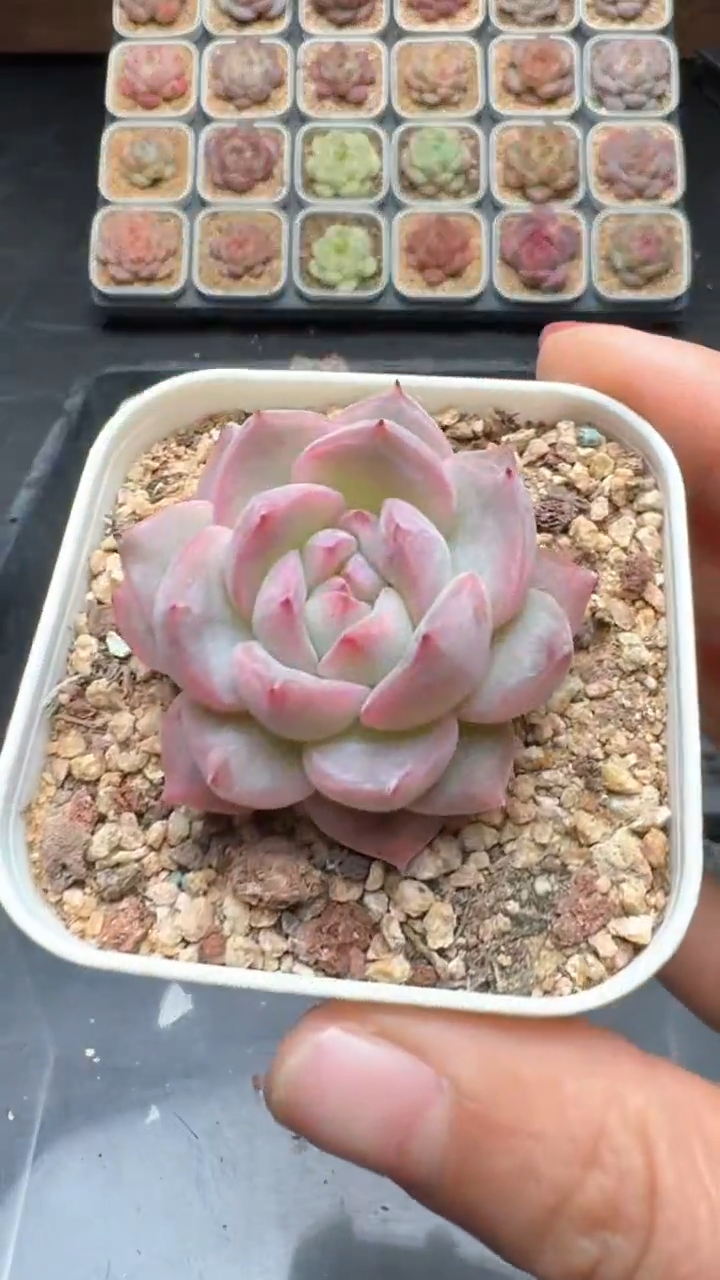 【闪购商品】232号珍妮多肉一物一拍3单包邮