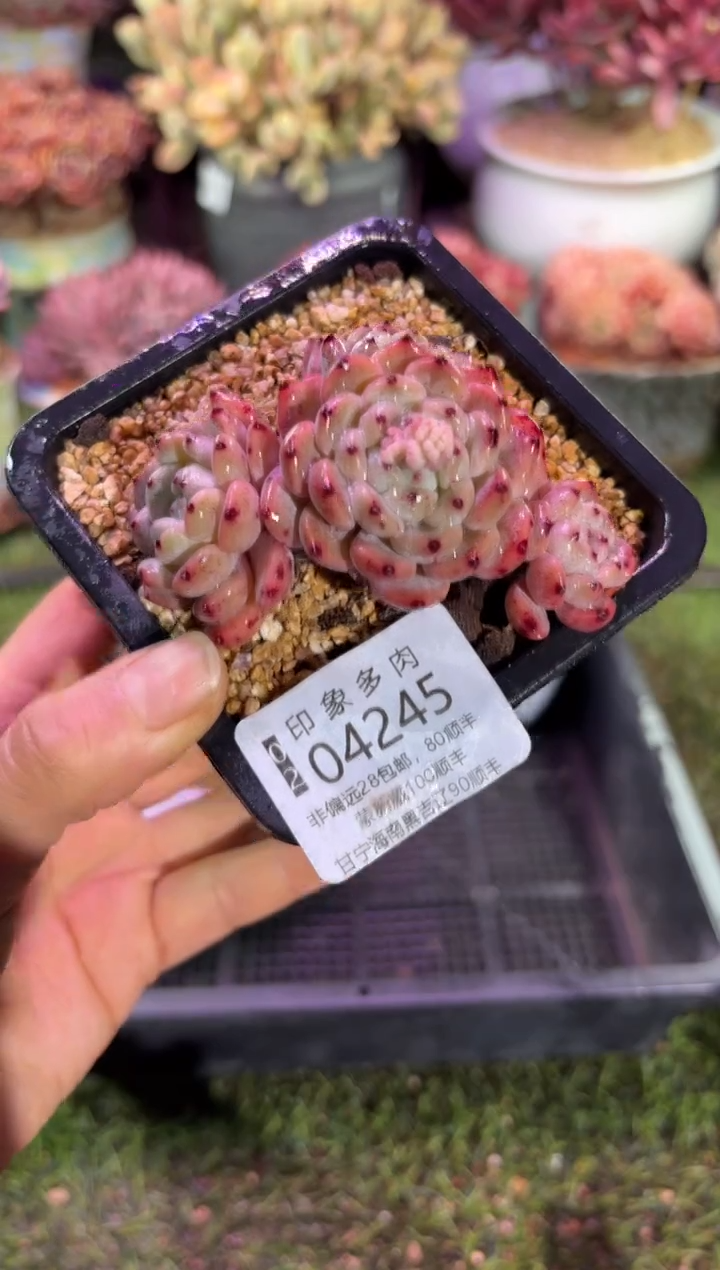 【闪购商品】04245