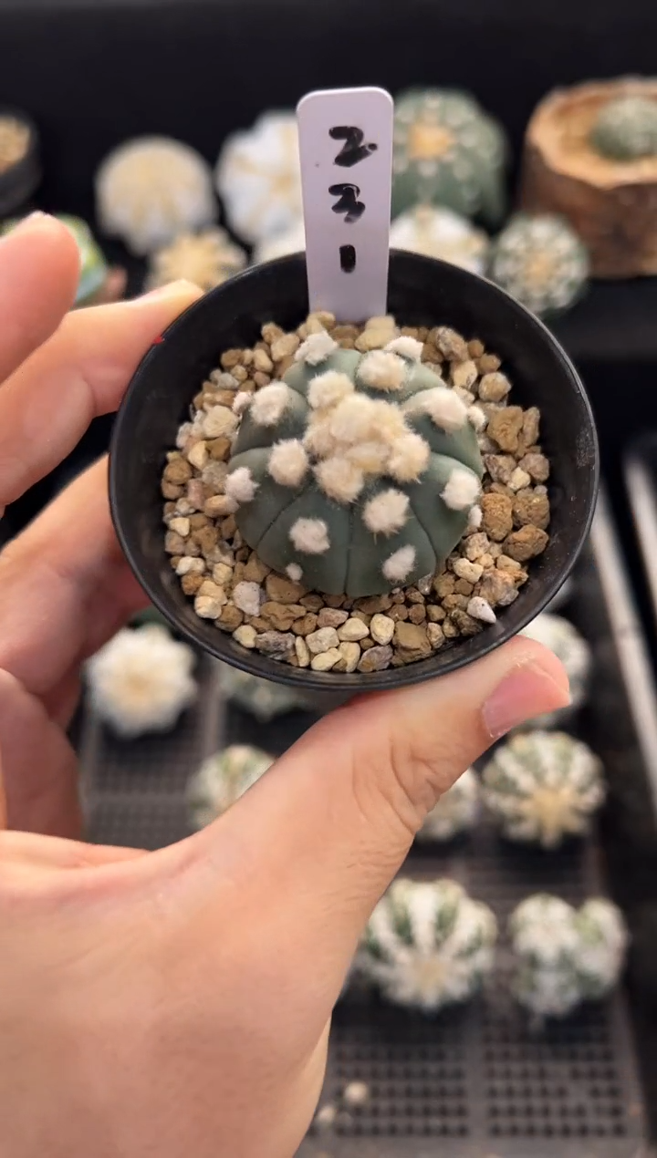 连心炸毛大油实生编码231