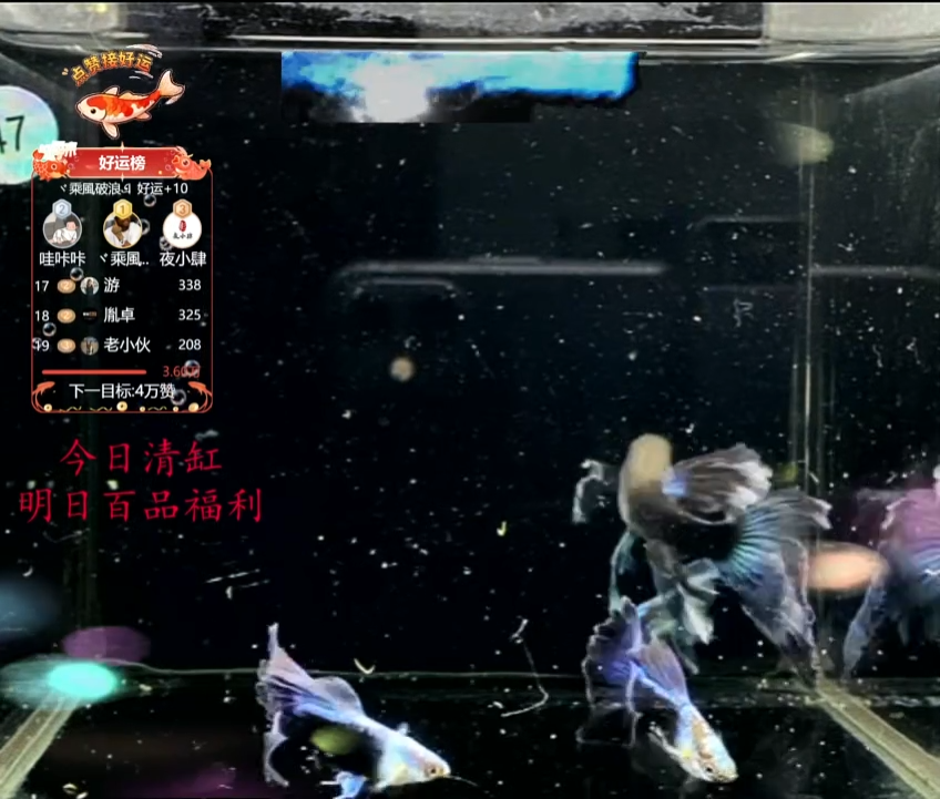 孔雀鱼飞***书蓝礼服绣球破损种鱼见面礼1对加备损