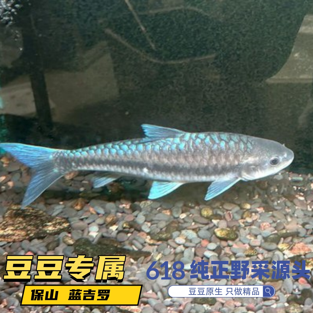 保山蓝吉罗鱼苗淡水原生观赏鱼发色好可群游