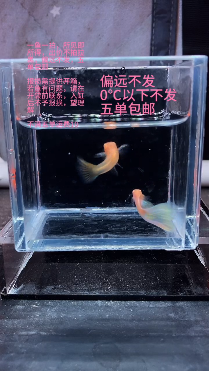 孔雀鱼孔雀鱼 07