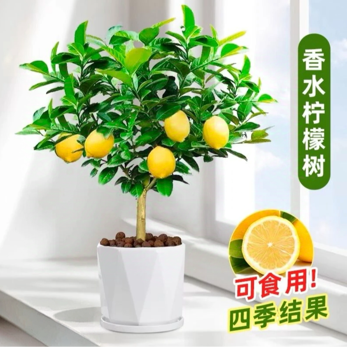 广东香水柠檬树苗盆栽地栽阳台庭院均可种植四季开花