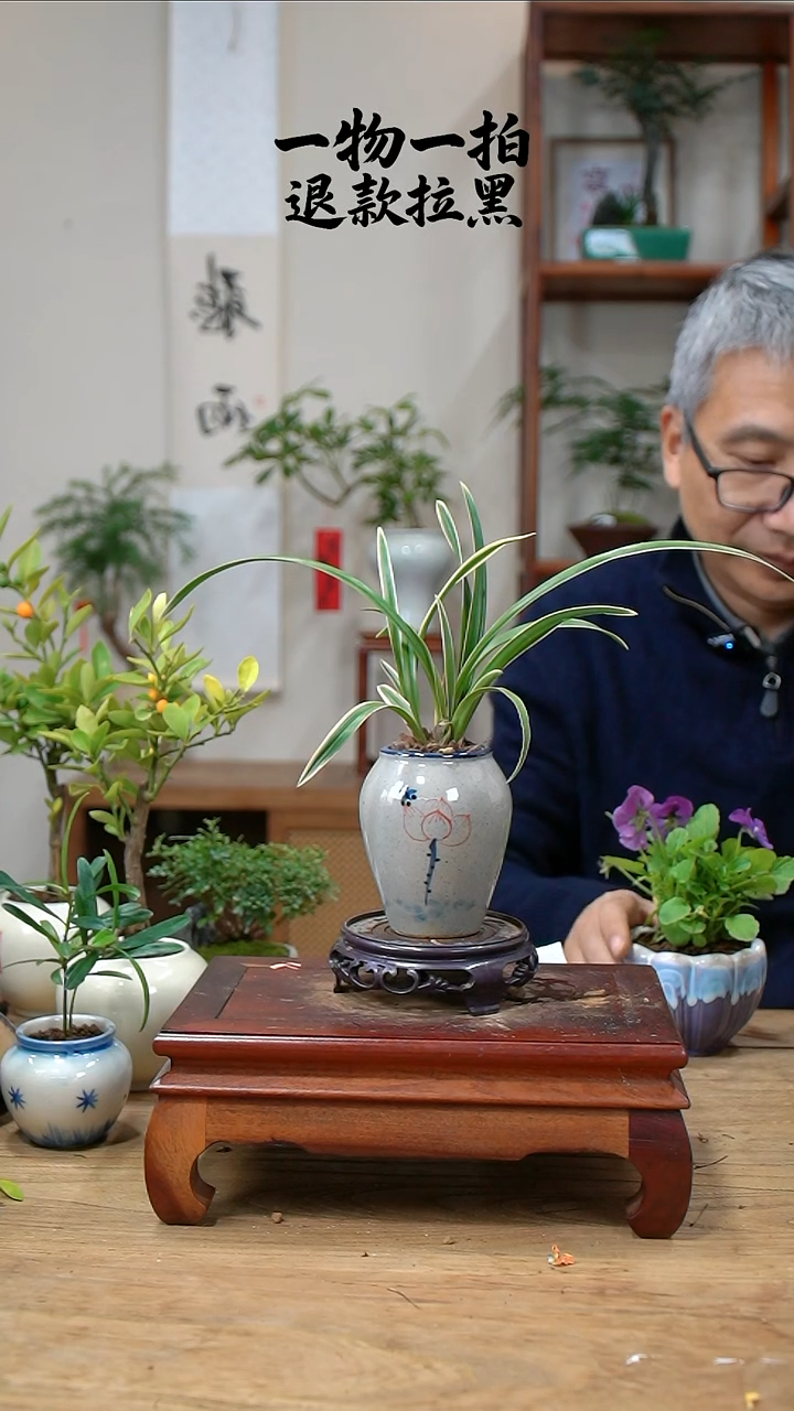 完全开放九*兰花316