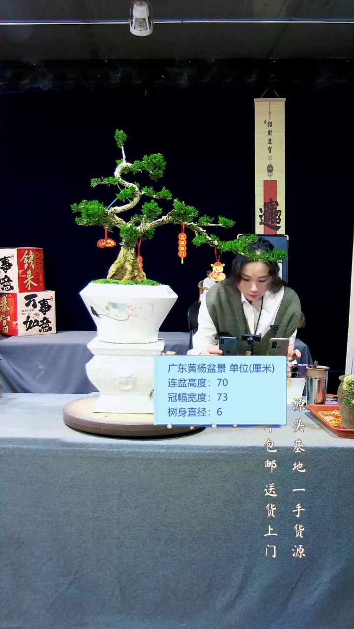 【闪购商品】黄杨盆景黄杨盆景