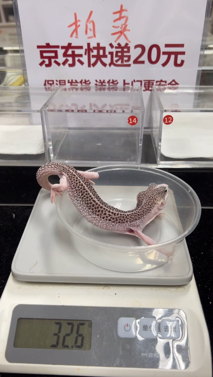 豹纹守宫0000000000000