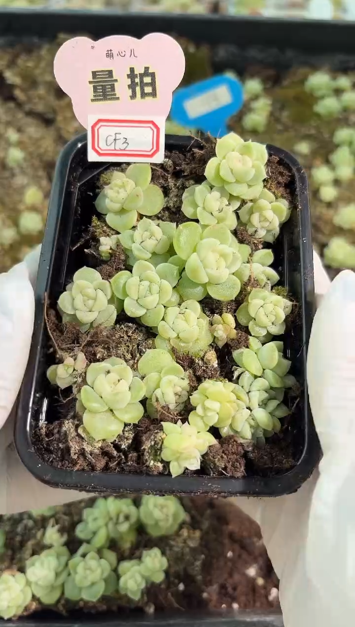 CF3切糕1盒 量拍多肉植物
