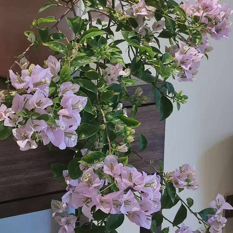 【苹果花】一物一拍三角梅绿植盆栽 栽好种好带陶瓷盆