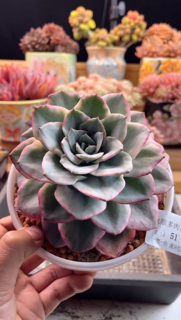 【闪购商品】2.14-51奶油黄桃锦