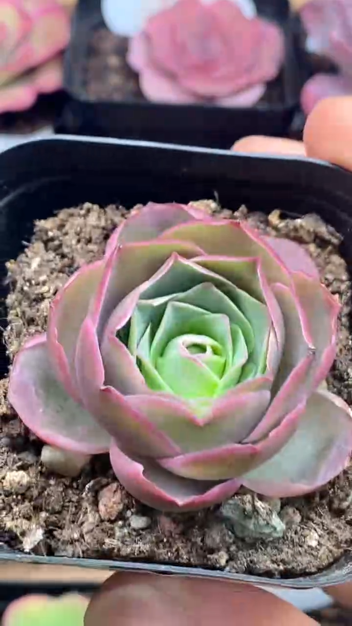 楹楹山地玫瑰/948