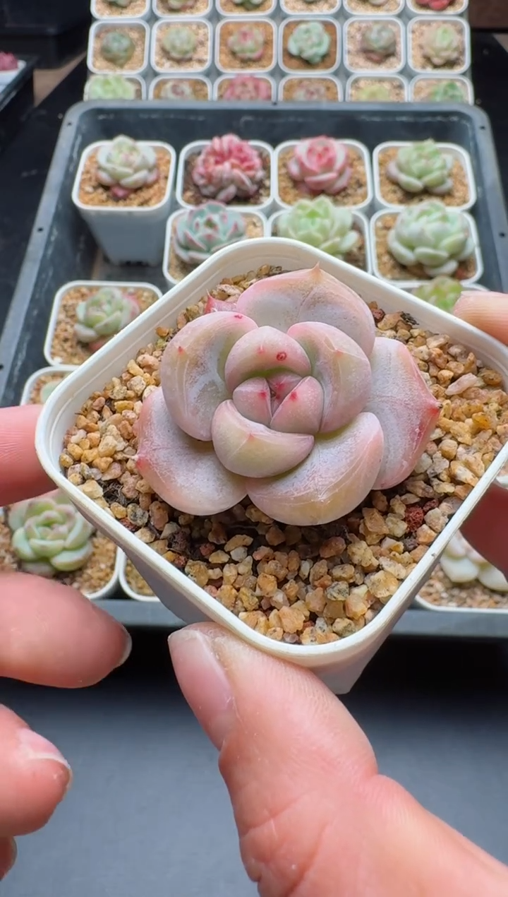 【闪购商品】780A多肉带盆土6.5杯当天拍3颗包柚