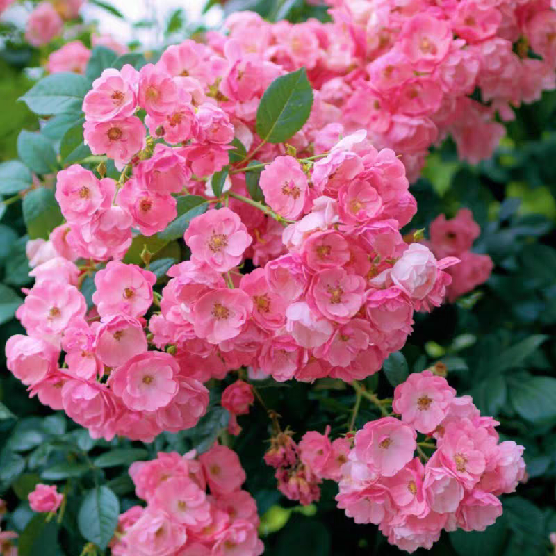 安吉拉藤本月季花大苗盆栽丰花多头阳台庭院爬藤蔷薇花苗四季开花