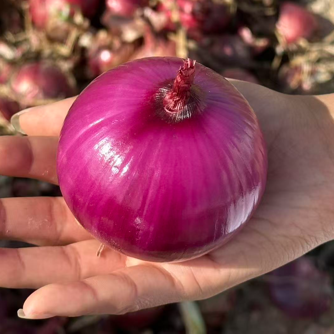 紫皮大白肉可生吃的洋葱口感脆甜微辣适合当蔬菜