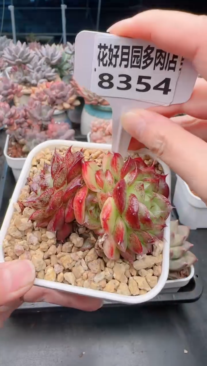 【闪购商品】8354麦秆