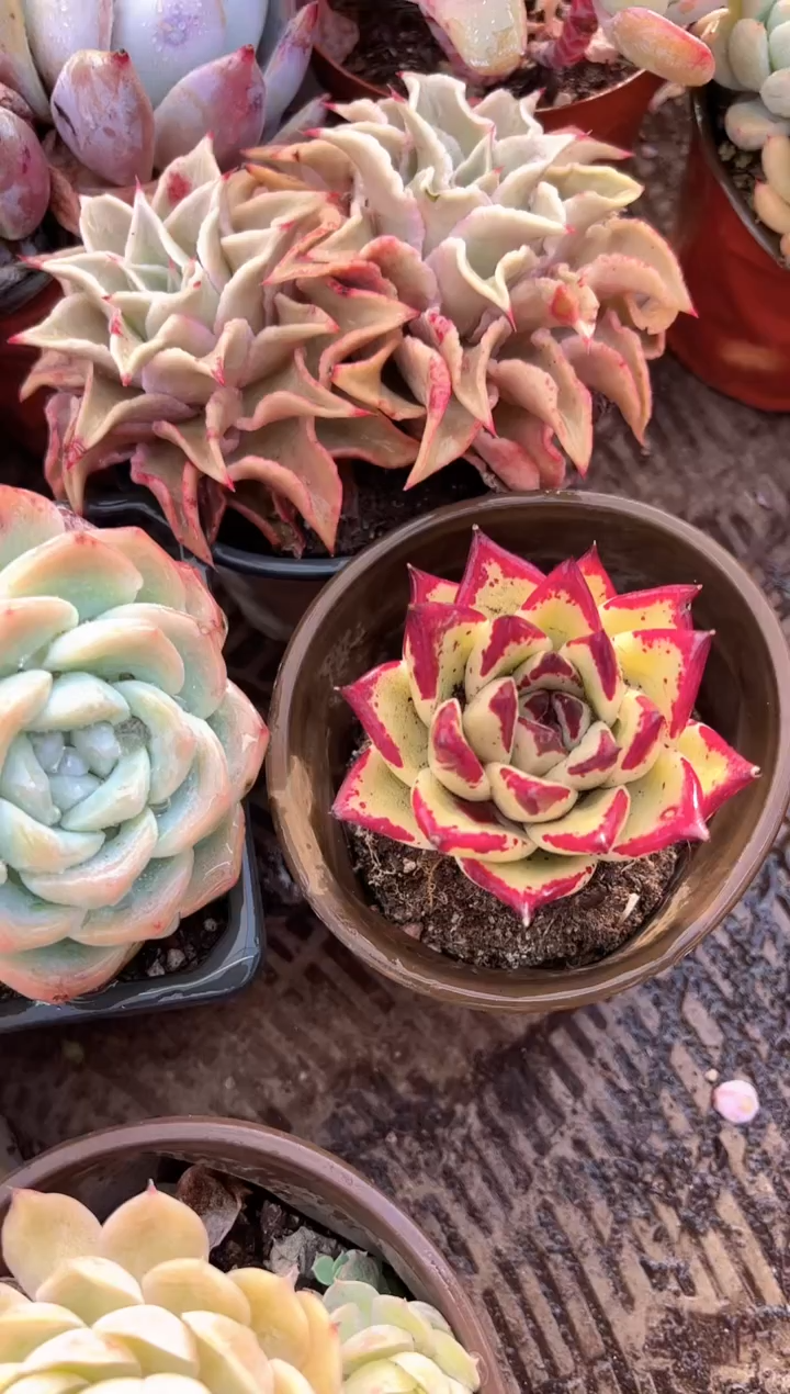 雨*多肉植物一物一拍30338