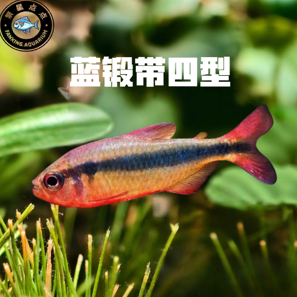 蓝锻带四型灯鱼草缸好养耐活热带灯鱼南美进口中高端