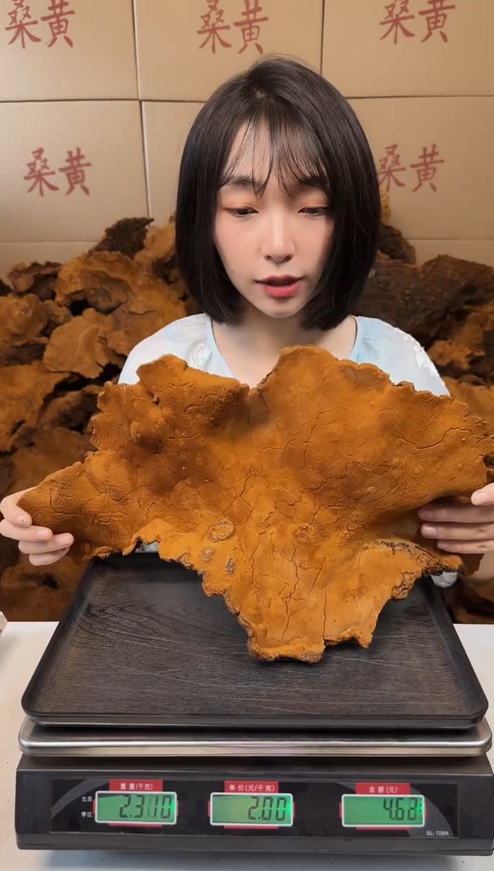 松针层孔菌中国大陆松针