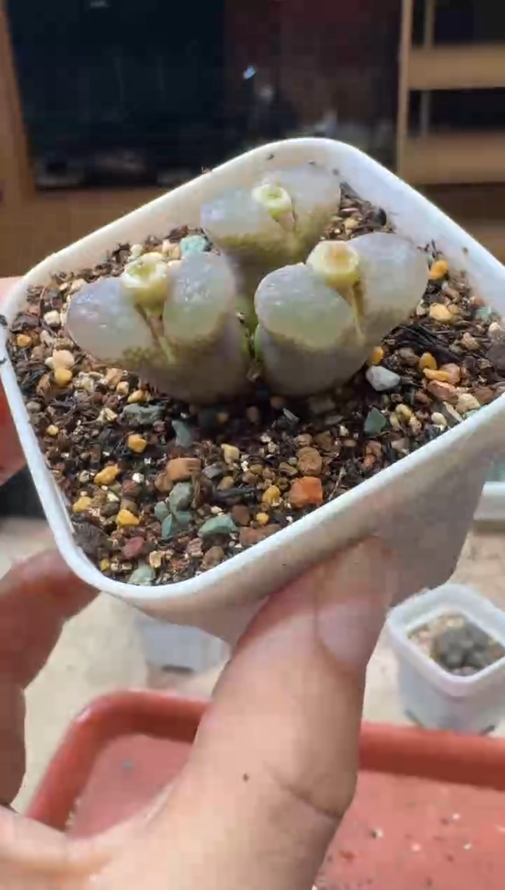 20-332多肉植物肉锥