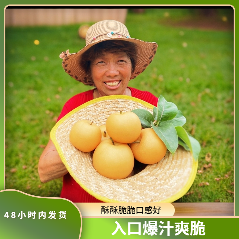 【秋月梨三叔】河南秋月梨5.3斤现货48小时内发货