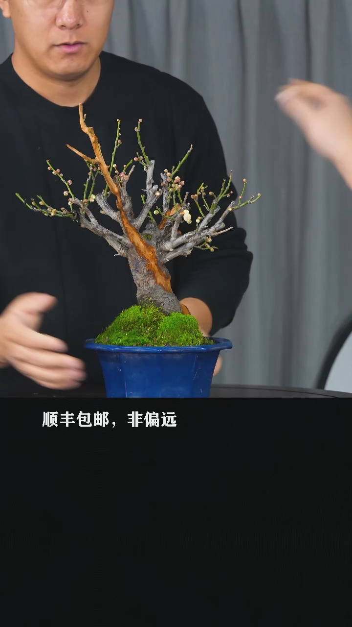 【闪购商品】-玉牡丹-S94