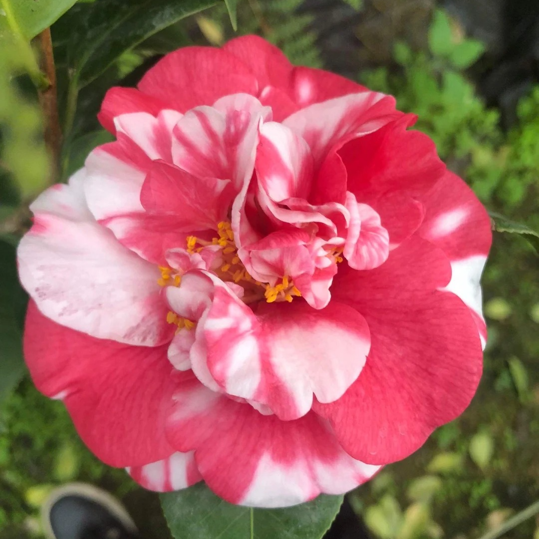 【花露珍】花秀球山茶花带花苞盆栽地栽室内室外绿植花卉