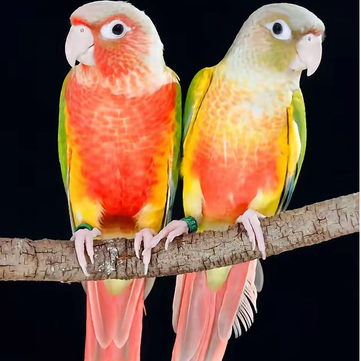 手养鹦鹉活体幼鸟可爱亲人可互动可学舌适合家养