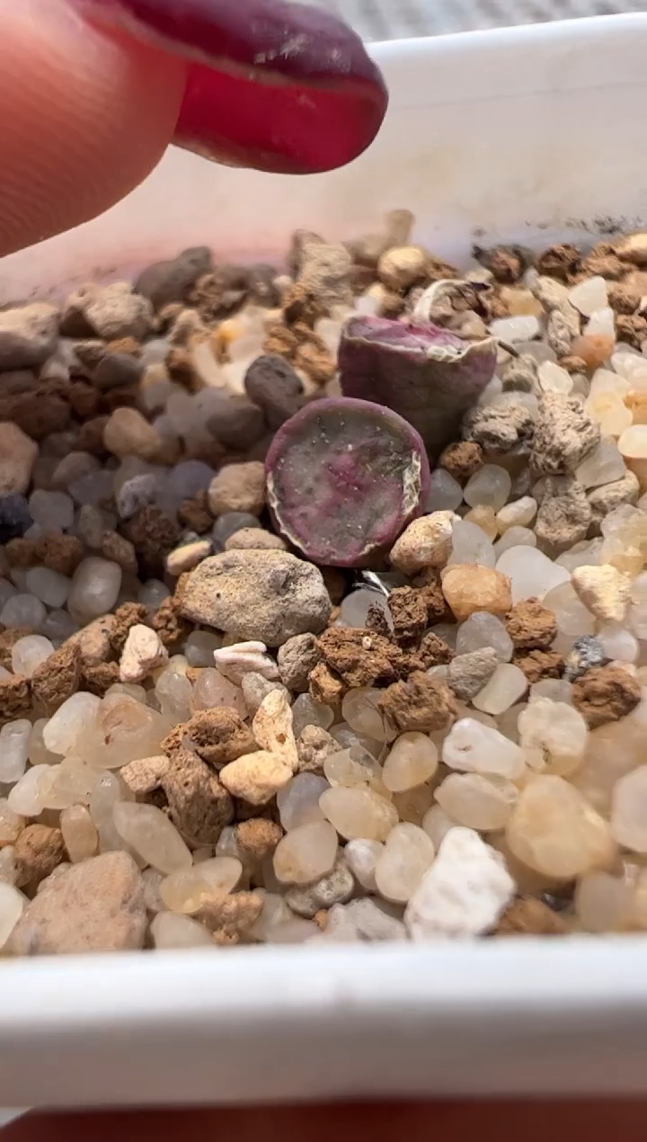 501。。。。。。。。。。。。。。。。。。。