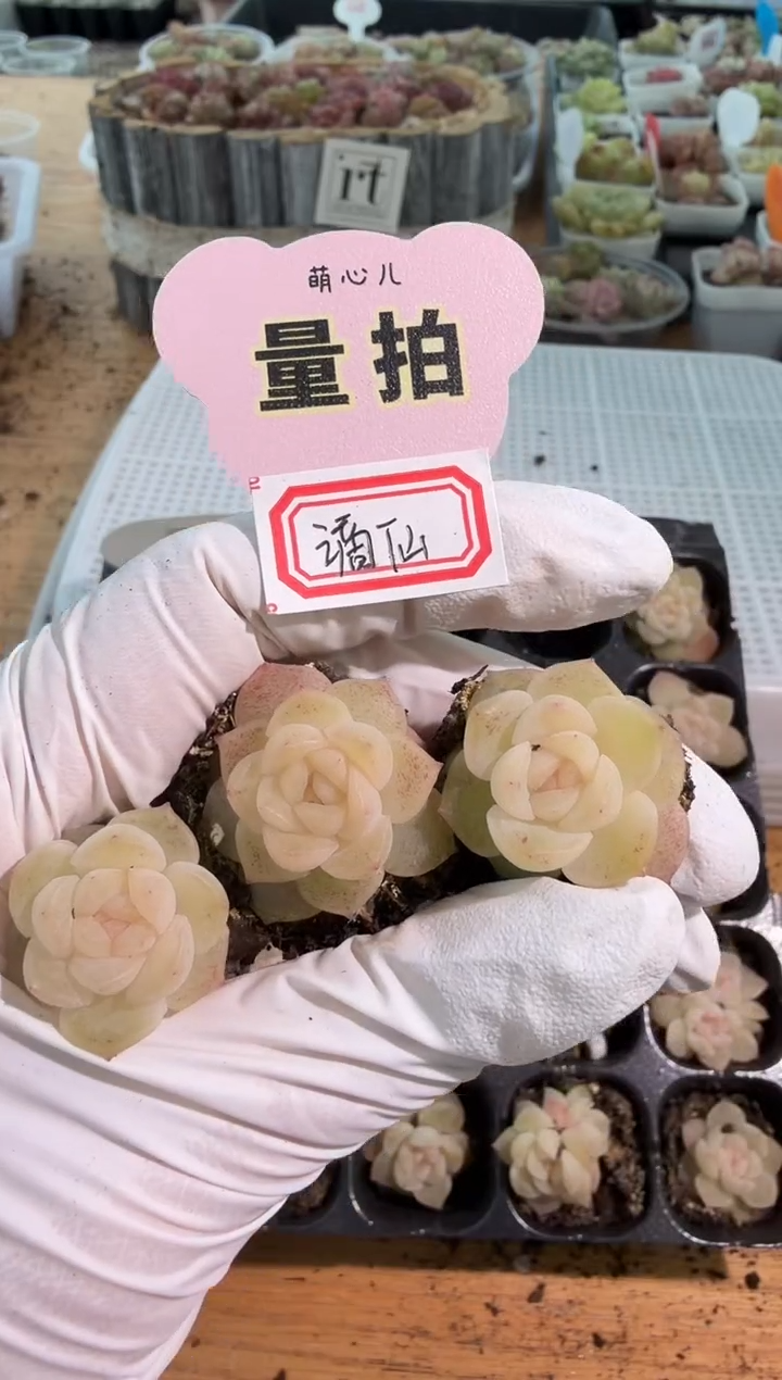 谪仙单双混 3颗量拍混发 满9.9包邮