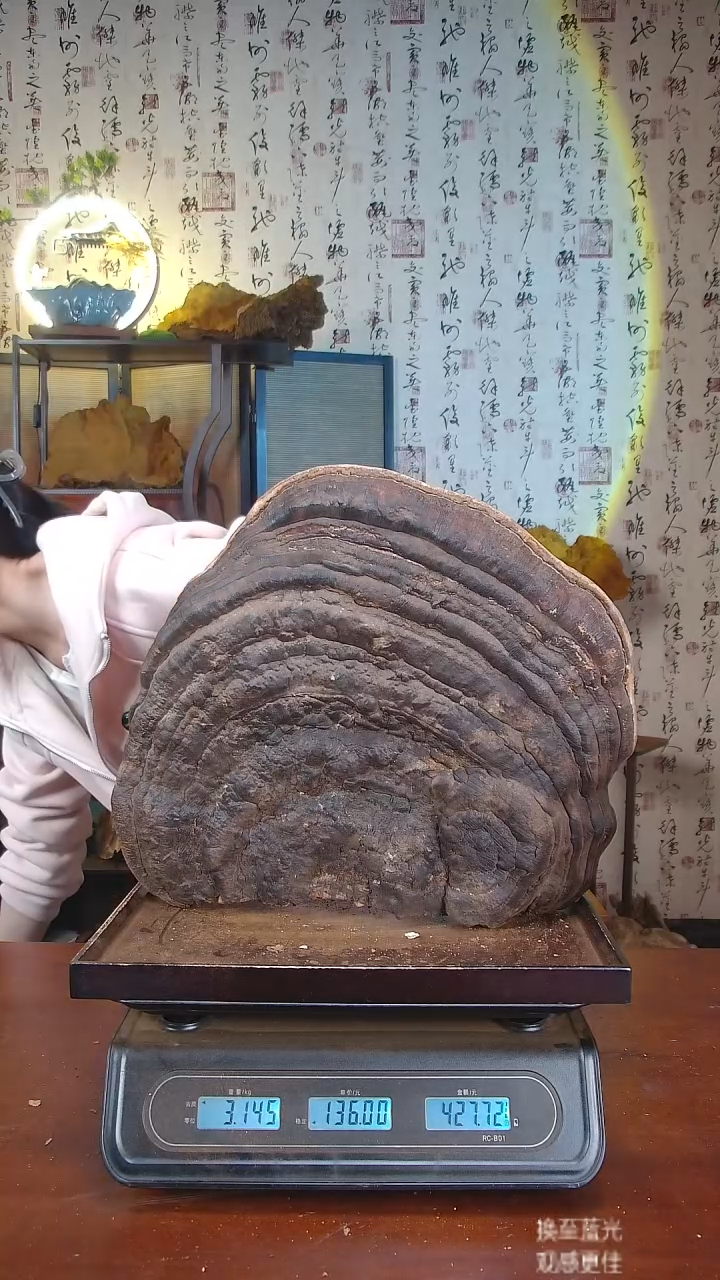 红缘拟层孔菌中国大陆【藏区 野生】红缘树舌（6.29斤）60-70年份