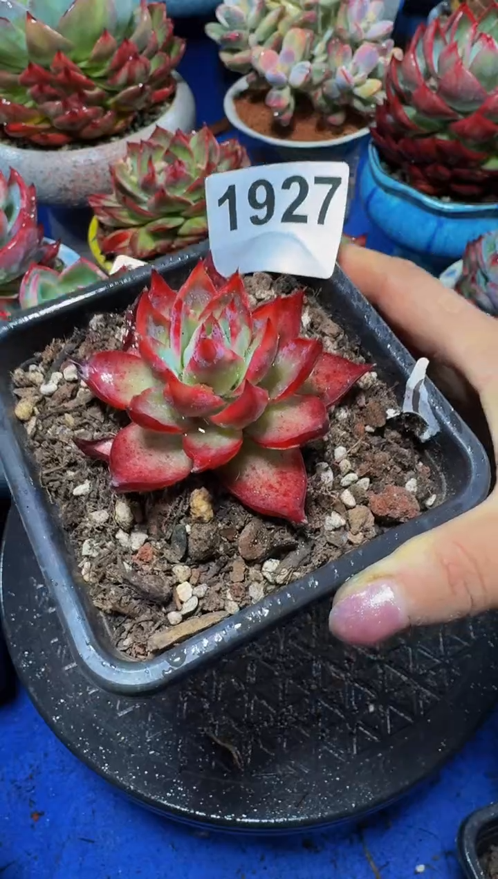 【闪购商品】1927惊鸿仙子（裸根发货）（小）