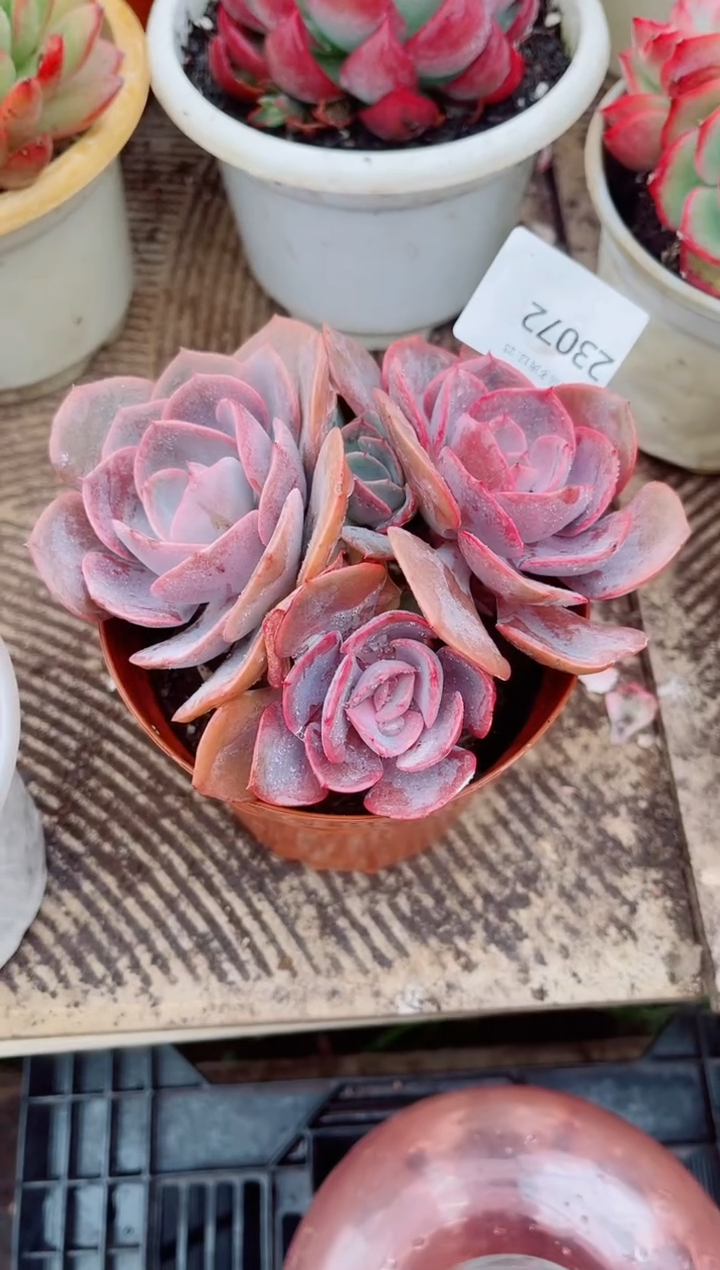 飞****菇跃跃精品多肉23072