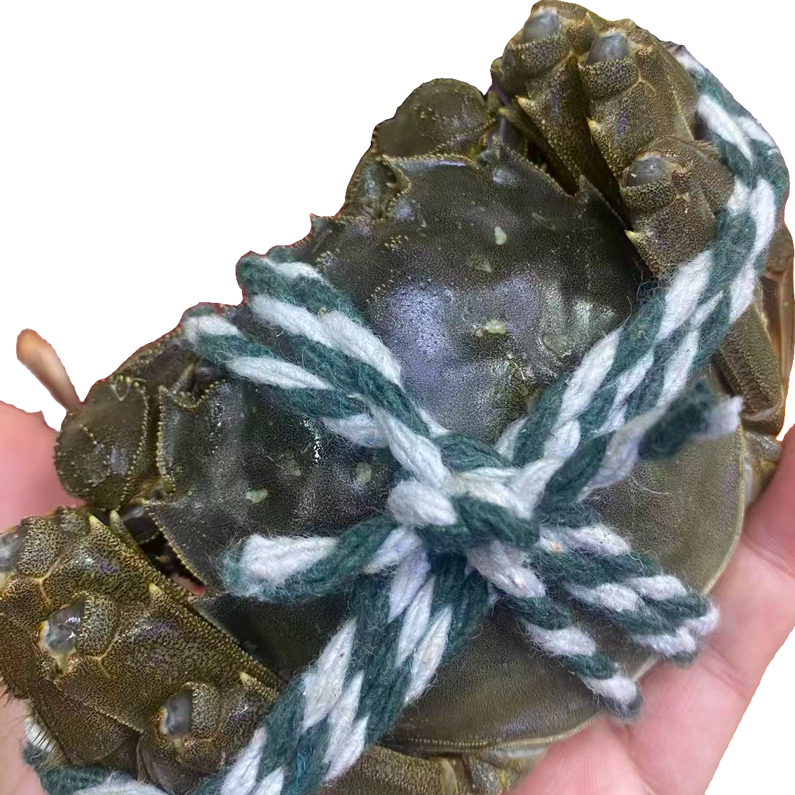 4.5两母江苏大闸蟹10只