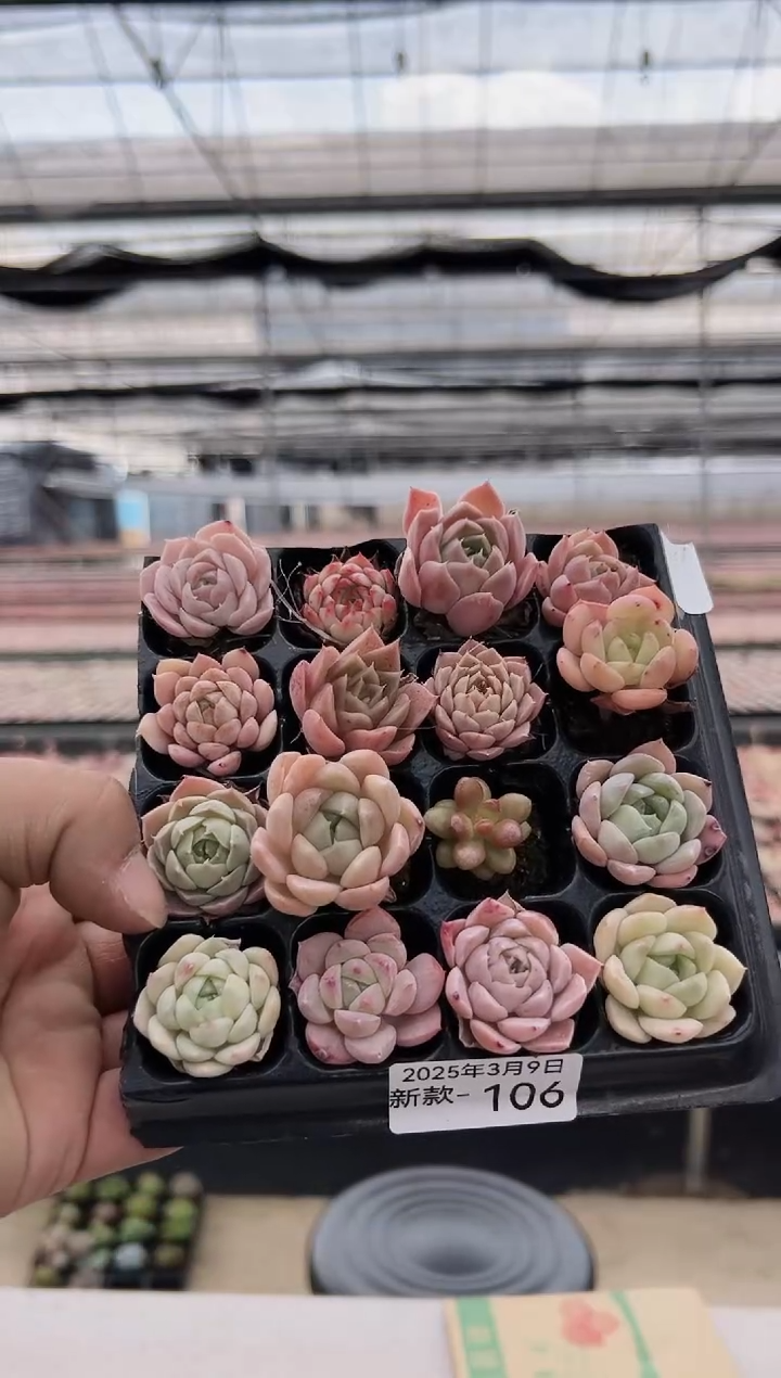 【闪购商品】新款多肉-106