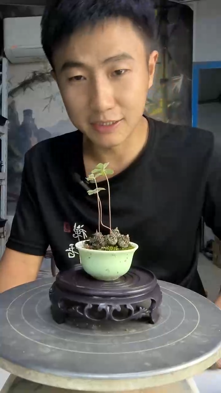 Y****️中青园艺一物一拍267