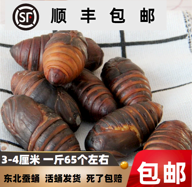 【特价包邮】2025年东北特产鲜活 二黄 新蛹3cm+高蛋白绿色优质营养