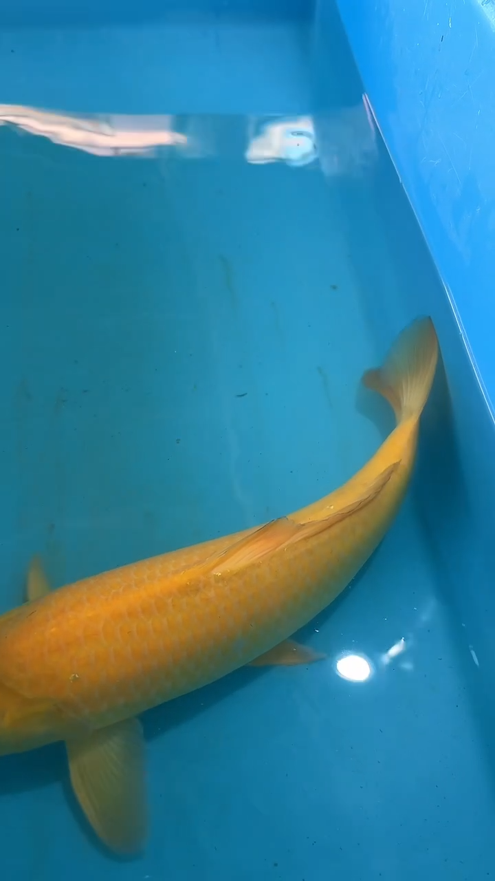 锦鲤太饱锦鲤36cm-45cm不包邮到付