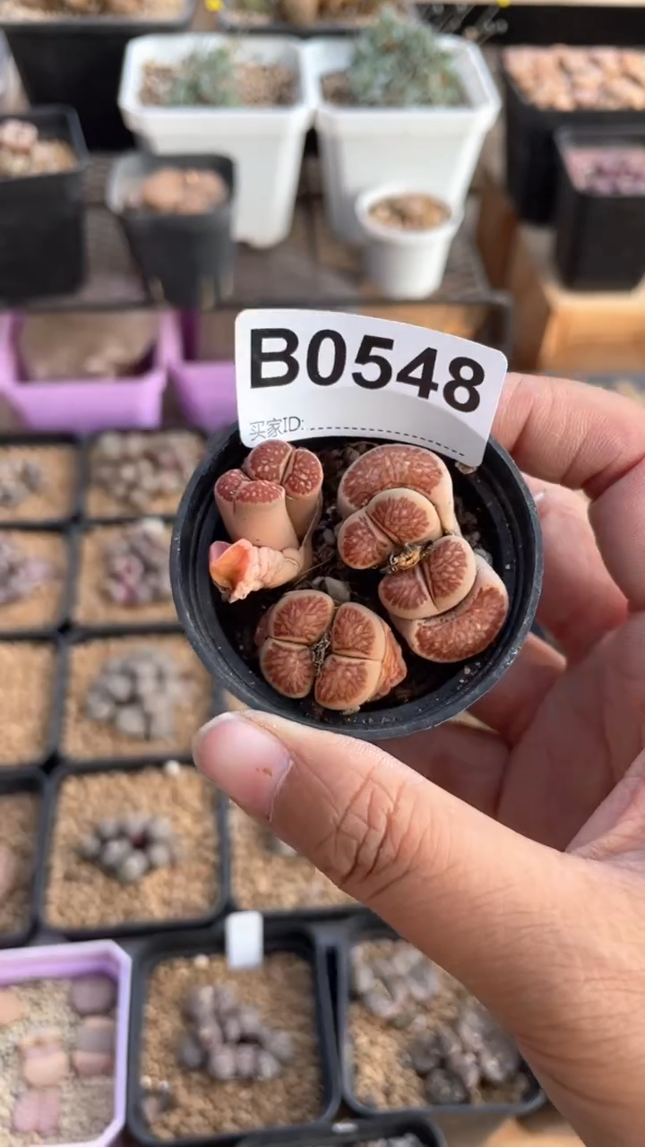 【闪购商品】0548直播一物一拍