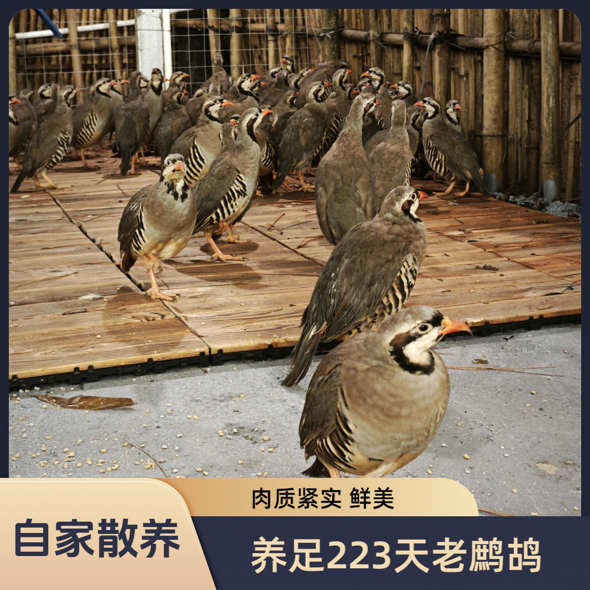 养足223日老鹧鸪 煲汤焗饭 到手5只