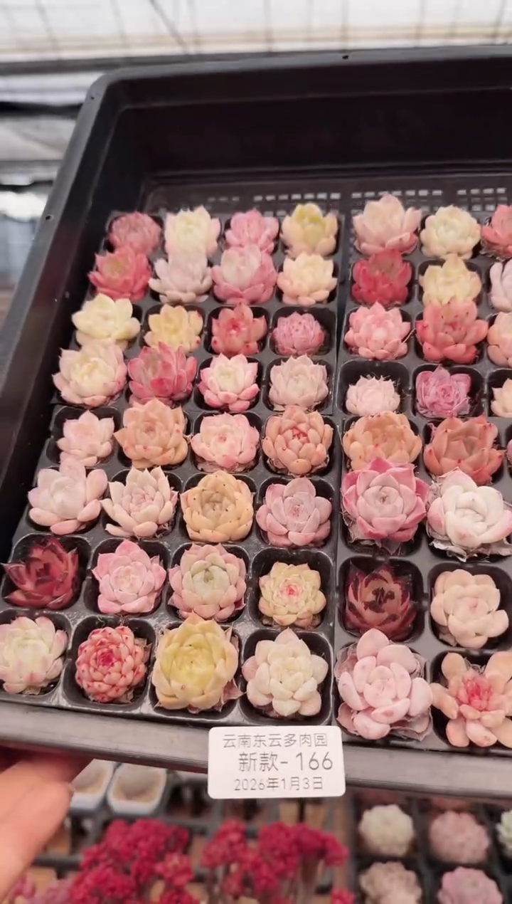 东云多肉园新款-166  其中1份