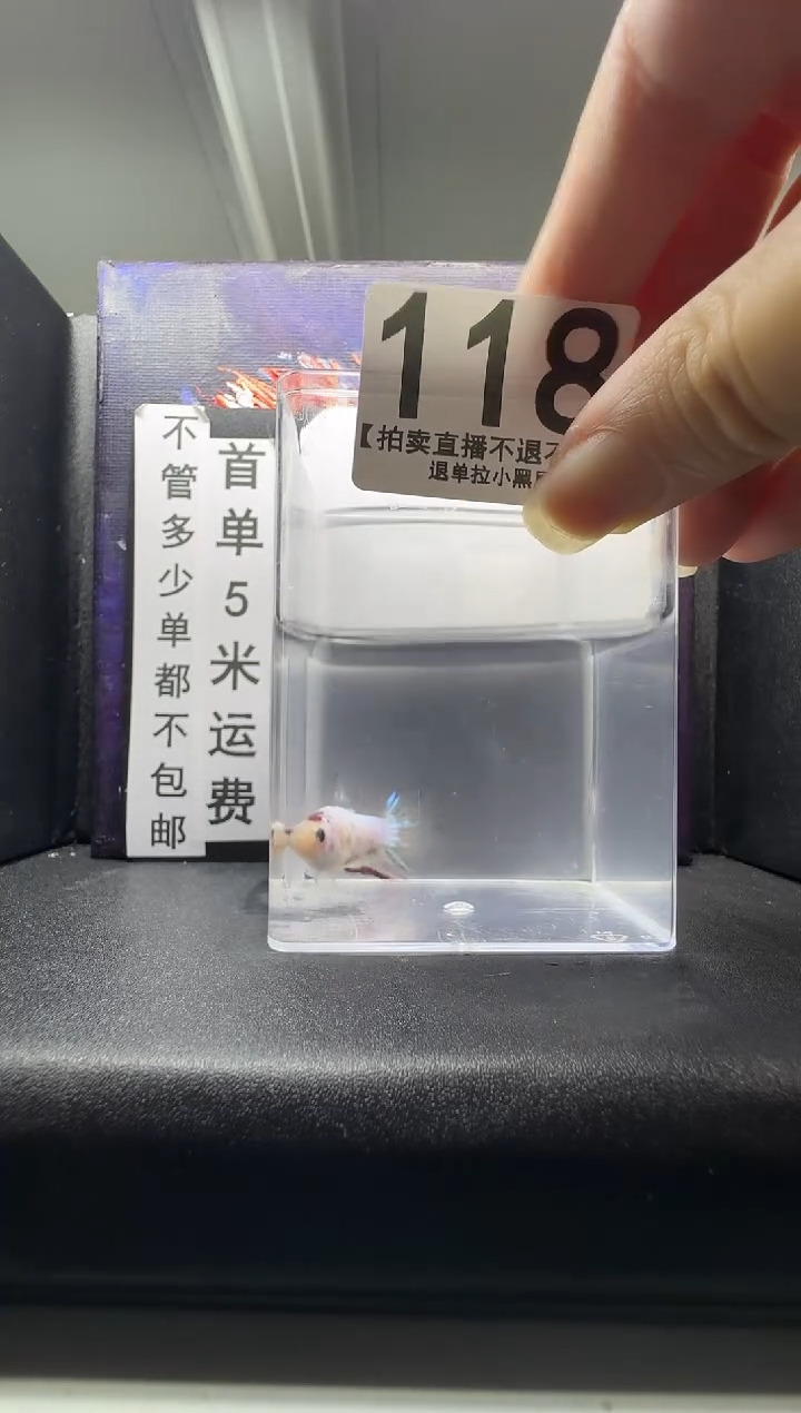 斗鱼母鱼编号：118