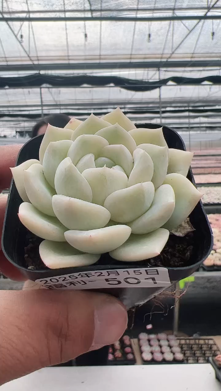 【闪购商品】福利多肉-501