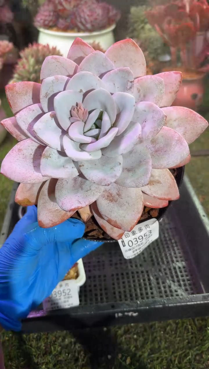 【闪购商品】03953