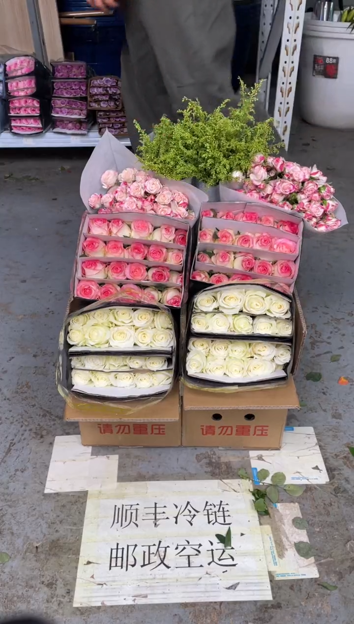 骄傲20枝+艾沙20枝+折射+黄莺