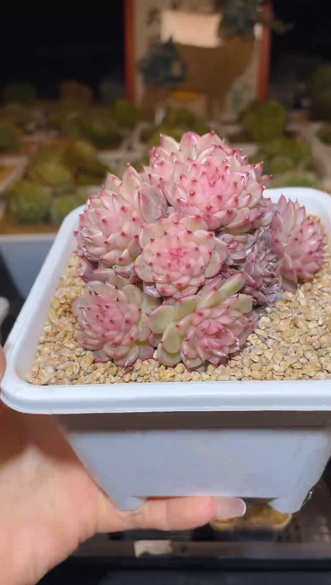 【闪购商品】237玫瑰麦秆