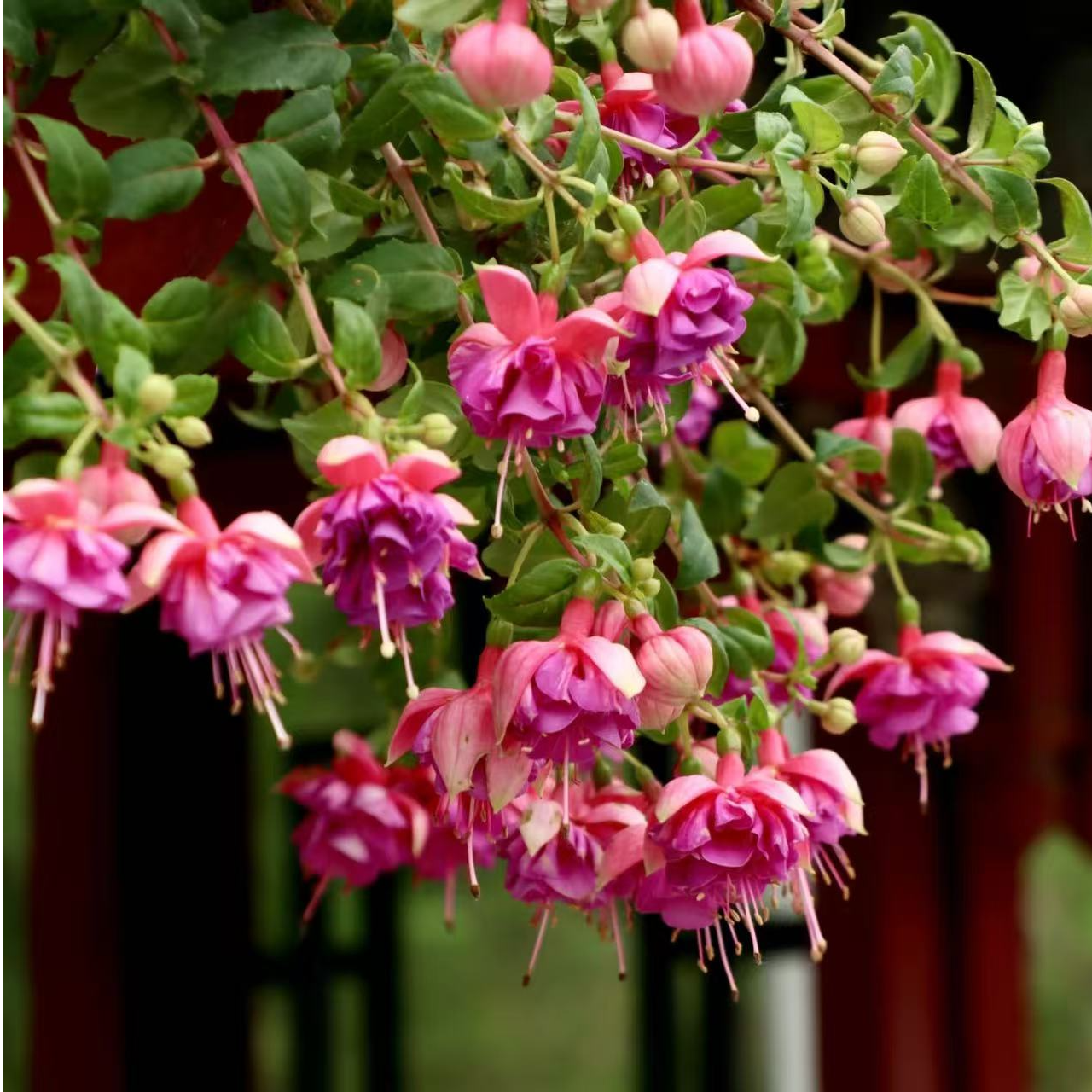 倒挂金钟【粉公主】灯笼花丛生开花机器耐热庭院阳台盆栽