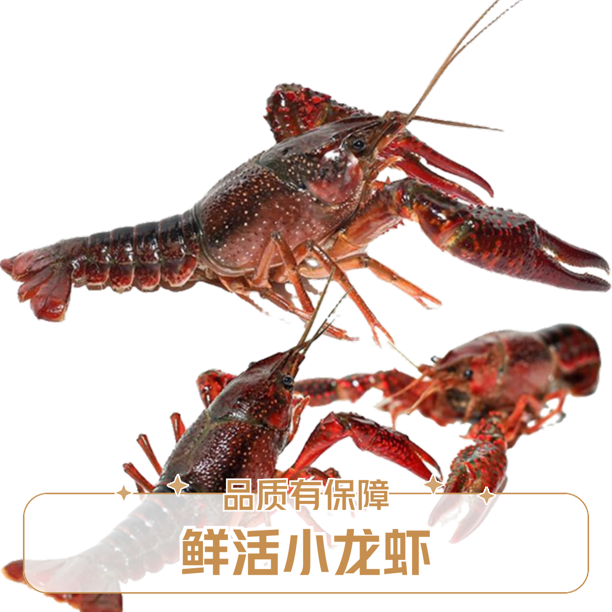 小龙虾 中号1公斤/份(需要处理请备注）