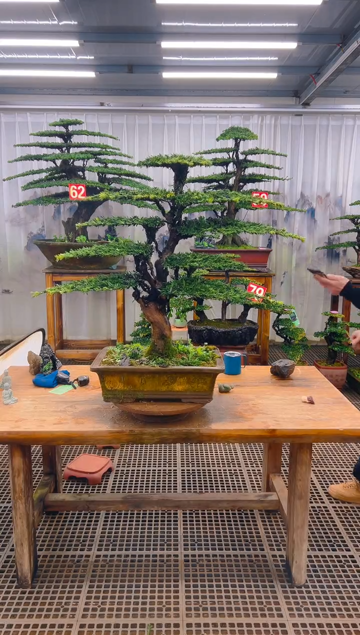 无花朵昆**家精品盆景直播间一物一拍