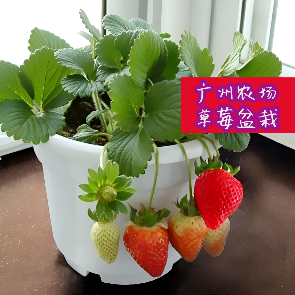 广州农场带花带果-140毫米盆-草莓盆栽带花带果带盆带土发货